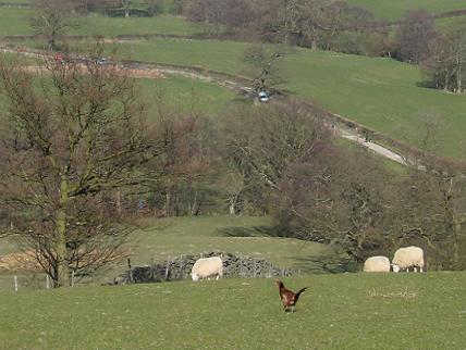 Pheasant, North Yorkshire Moors