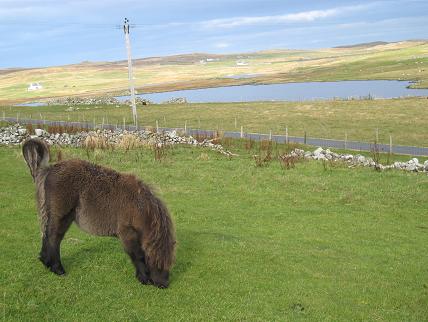 Щетландское пони, Shetland